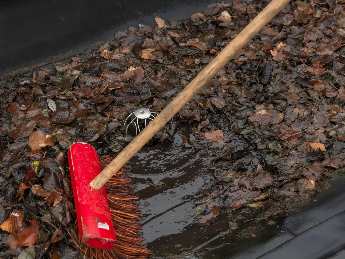 Clearing leaves from a rubber flat roof outlet